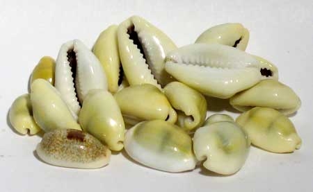 African Cowrie Shells (1 lb.) - Click Image to Close