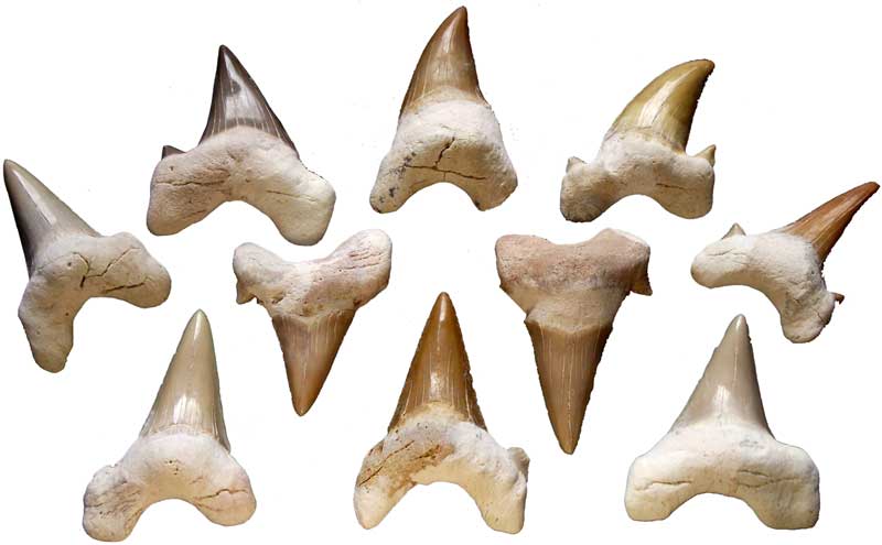 Shark Teeth - Click Image to Close