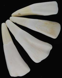 Water Buffalo Tooth - Click Image to Close